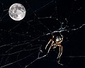 Spider and the moon