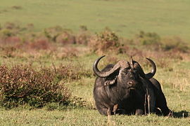 Un buffle fait la sieste.