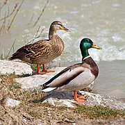 Couple de canards colverts