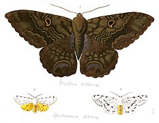 Bruxa e mariposa