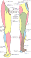 Cutaneous nerves of the right lower extremity. Anterior and posterior views.