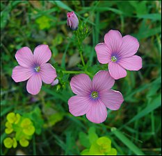 פשתה שעירה Linum pubescens (צלם: צחי אבנור)