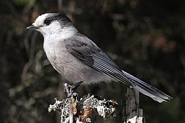 Perisoreus canadensis