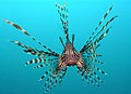 Image 51Head-on view of the venomous lionfish (from Coral reef fish)