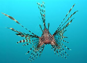 سمكة التنين الحمراء (الاسم العلمي: Pterois volitans) في سولاوسي بإندونيسيا