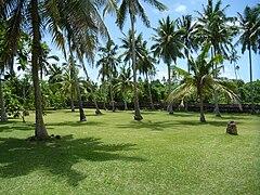 Des cocotiers sur le site du fort Tongien Talietumu à Kolonui, sur l'île de Wallis (Wallis-et-Futuna).