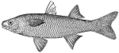 Dajao (Agonostomus monticola)