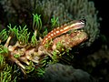 Image 46Australian blenny (from Coastal fish)