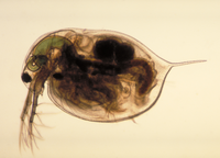 Vassloppa Daphnia magna