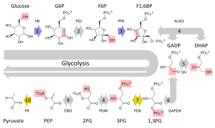 Glycolysis