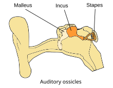 Illu auditory ossicles-en.svg