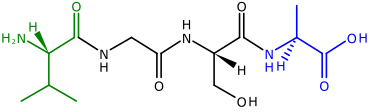 The two ends of a polypeptide are called the N-terminus, or amino end, and the C-terminus, or carboxyl end.[96] This polypeptide has four amino acids linked together. At the left is the N-terminus, with its amino (H2N) group in green. The blue C-terminus, with its carboxyl group (CO2H) is at the right.