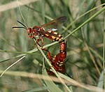 Two red wasps with yellow stripes on their abdomens, mating.