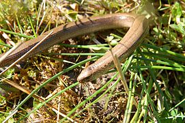 Anguis fragilis apprécie la strate herbacée des clairières ou à proximité des haies, talus ou bosquets.