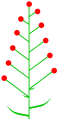 Ing gambar diagram saka inflorescence ebracteate.