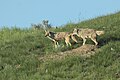 Plains coyote