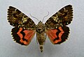 Catocala sponsa dark crimson underwing