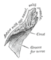 Right nasal bone. Inner surface.