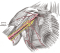 The axillary artery and its branches.