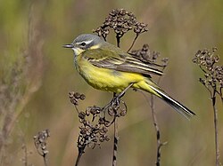 Keltavästäräkki (Motacilla flava)