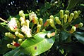 チョウジの花（インドネシア・バリ島）