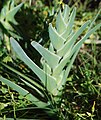 Ferraria crispa foliage