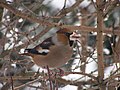 Hawfinch in Bytom, Poland