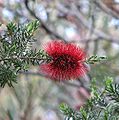 Kunzea baxteri in Maranoa Gardens