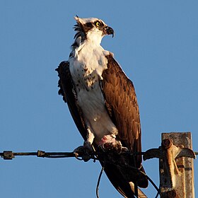 Ενήλικος ψαραετός (υποείδος Pandion haliaetus carolinensis)