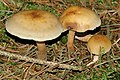 Pholiota lubrica