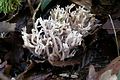 Ramaria rugosa var cinerea