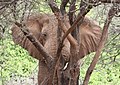 An Elephant resting his head on a tree trunk, Samburu National Reserve, Kenya