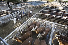 Photo couleur montrant des enclos de bovins en bois et une allée où manœuvrent trois vachers à cheval. Les bovins sont pie rouge ou noirs.