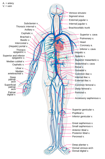 Diagrama de las principales venas del cuerpo humano