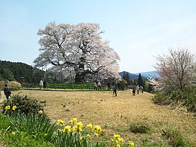 Daigo-zakura