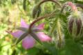 Borretsch (Borago officinalis)