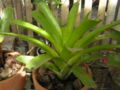 Bromeliad19