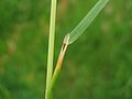 Ligule is long and pointed