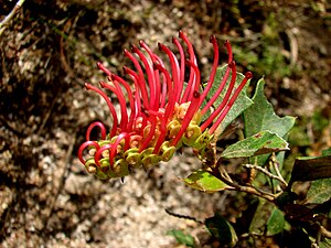 Grevillea infecunda