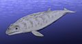 Image 34Restoration of Janjucetus hunderi (from Baleen whale)