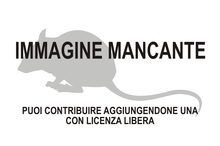 Immagine di Andalgalomys mancante