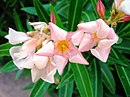 Oleander