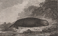 John Webber's Sea Otter