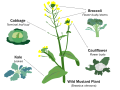 Image 39Selective breeding enlarged desired traits of the wild cabbage plant (Brassica oleracea) over hundreds of years, resulting in dozens of today's agricultural crops. Cabbage, kale, broccoli, and cauliflower are all cultivars of this plant. (from Plant breeding)