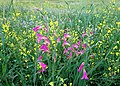 Wild Gladiolus italicus in Behbahan