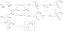 2D chemical structure diagram depicting a lysine residue from the enzyme first reacting with DFMO, elimination of fluoride and carbon dioxide, followed by cysteine attacking the covalent lysine-DFMO adduct freeing the lysine residue to form an irreversible cysteine adduct