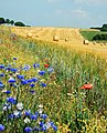 Fleurs de moisson et bottes de paille