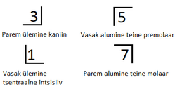 Jäävhammaste tähistamine Palmeri süsteemi järgi