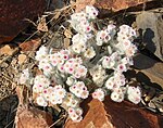 Helichrysum roseo-niveum in Namibia