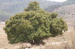 Rohtostoraksi (Styrax officinalis)